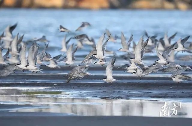 中山臺風(fēng)預(yù)報_禁行_中山黑煙車禁行罰款